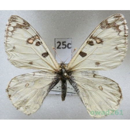Hypermnestra helios Nickerl, 1846 Uzbekistan25c